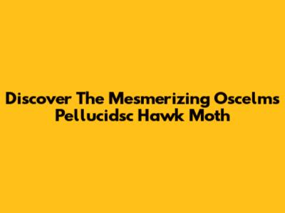 Discover The Mesmerizing Oscelms Pellucidsc Hawk Moth