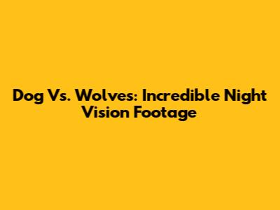 Dog Vs. Wolves: Incredible Night Vision Footage