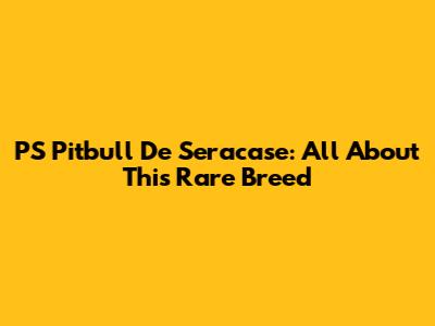 PS Pitbull De Seracase: All About This Rare Breed