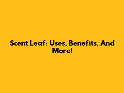 Scent Leaf: Uses, Benefits, And More!