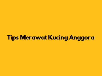 Tips Merawat Kucing Anggora