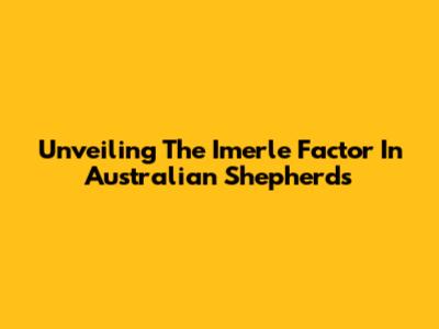 Unveiling The Imerle Factor In Australian Shepherds